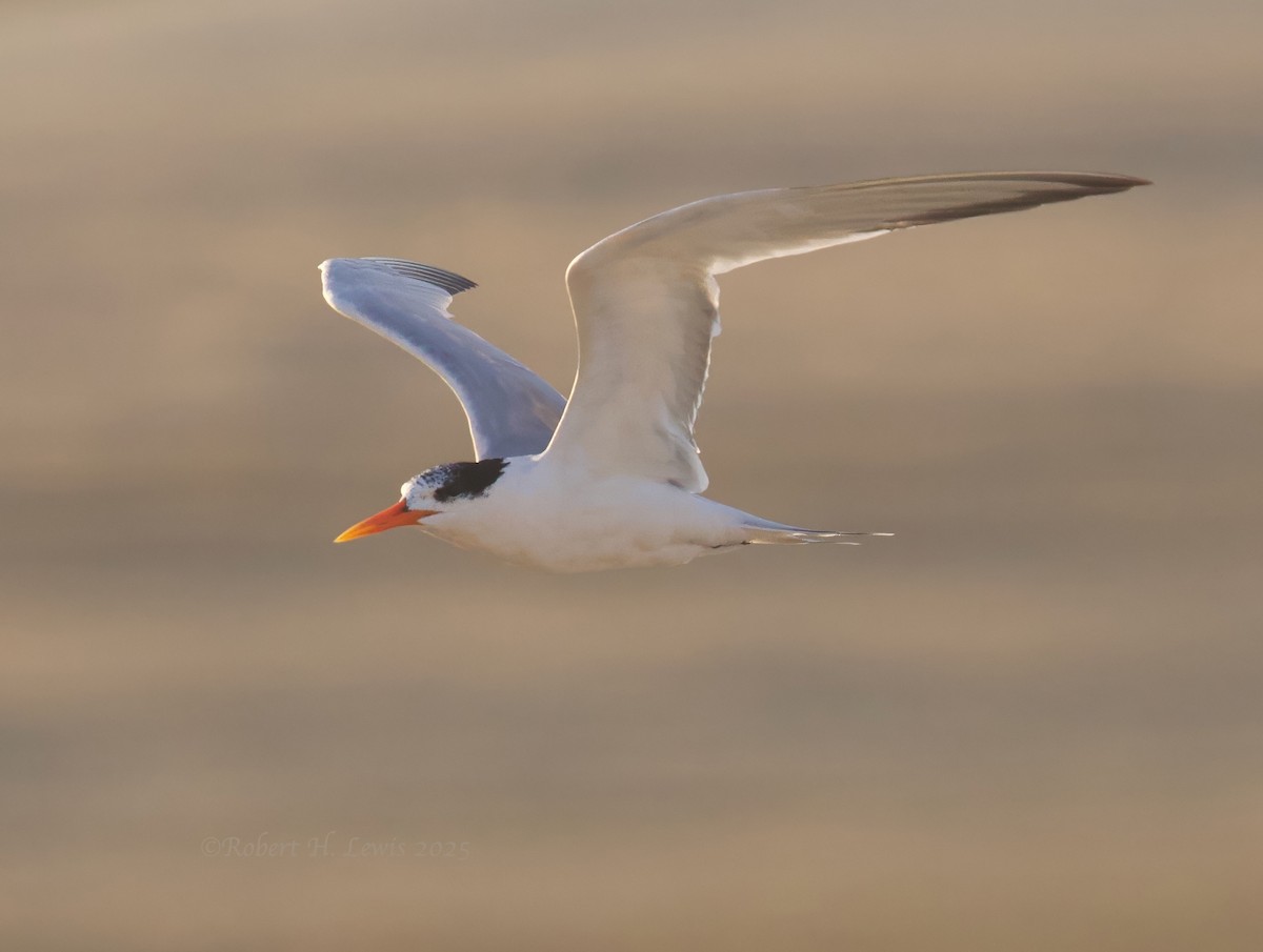 langnebbterne - ML642508290