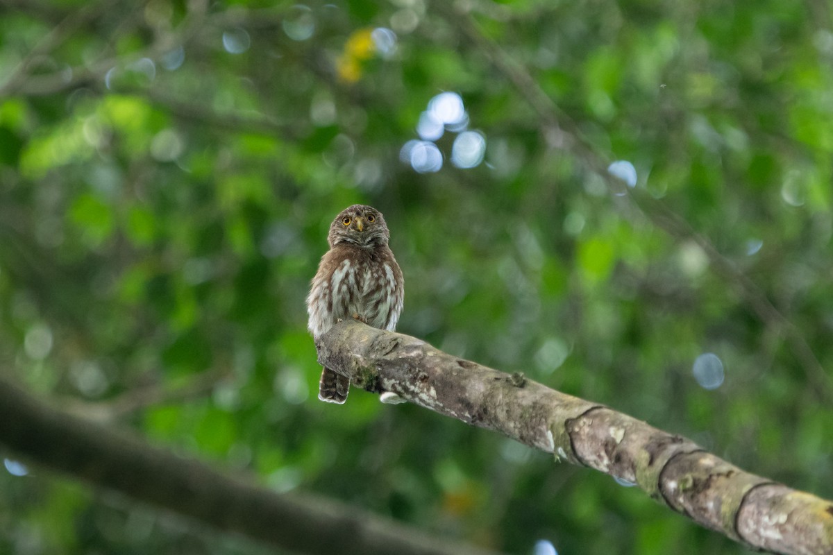 Ferruginous Pygmy-Owl - ML642508313