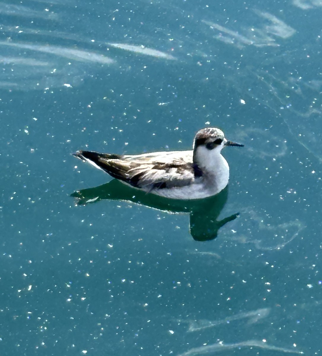 Red Phalarope - ML642508337
