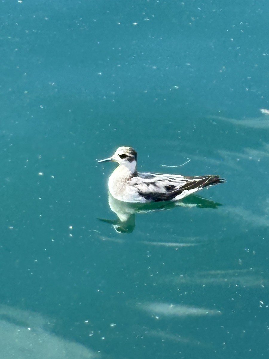 Red Phalarope - ML642508339