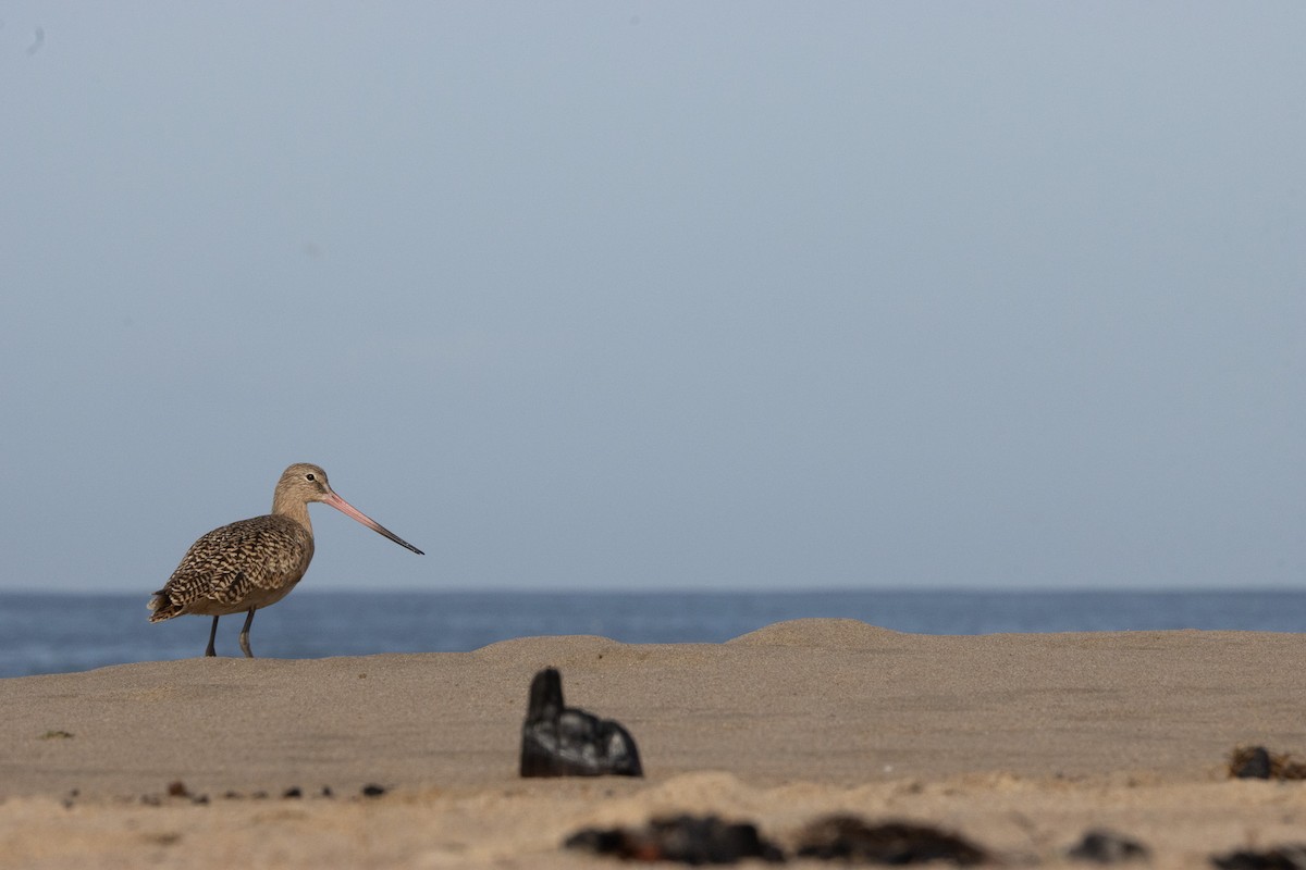 Marbled Godwit - ML642508364