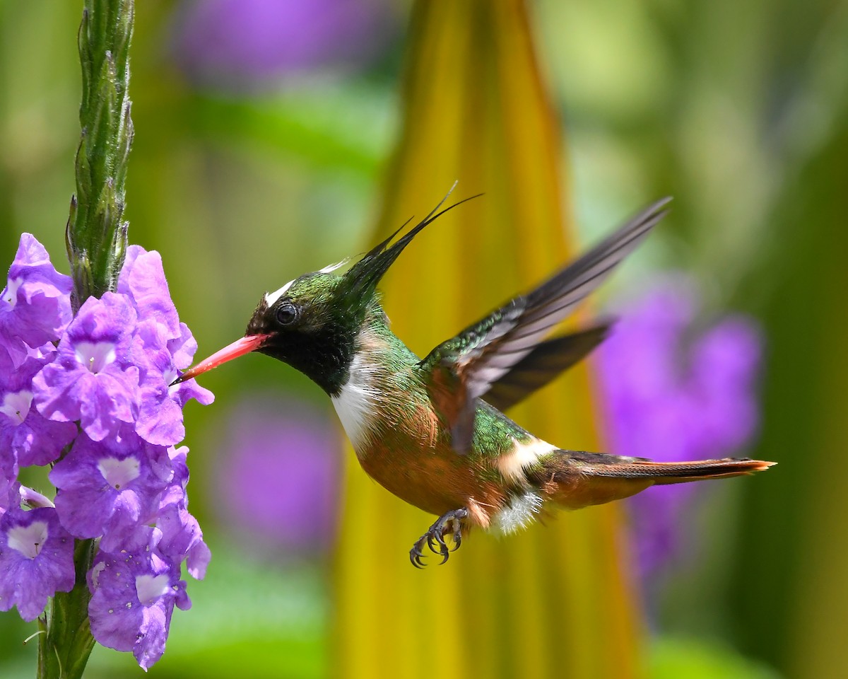 White-crested Coquette - ML642508370