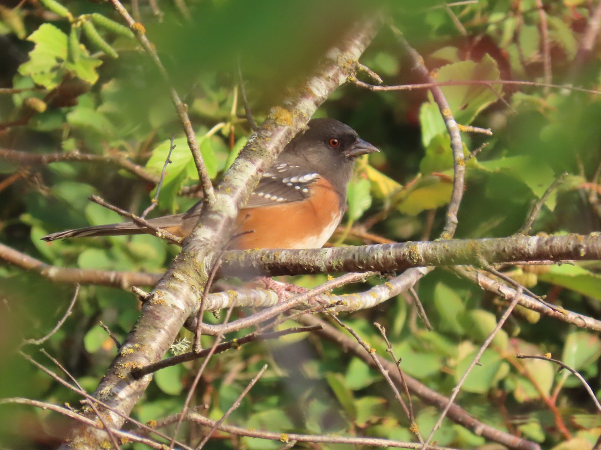 Spotted Towhee - ML642508375