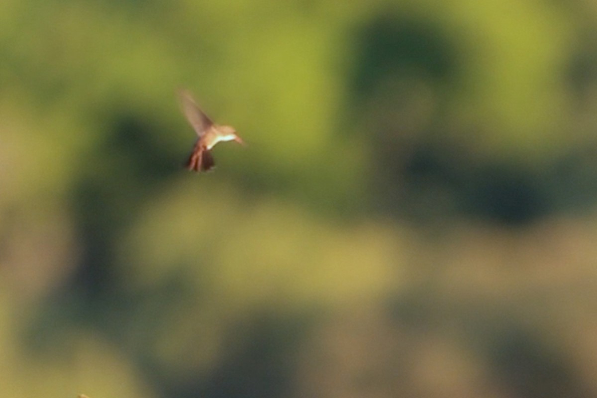 Violet-crowned Hummingbird - ML642508379