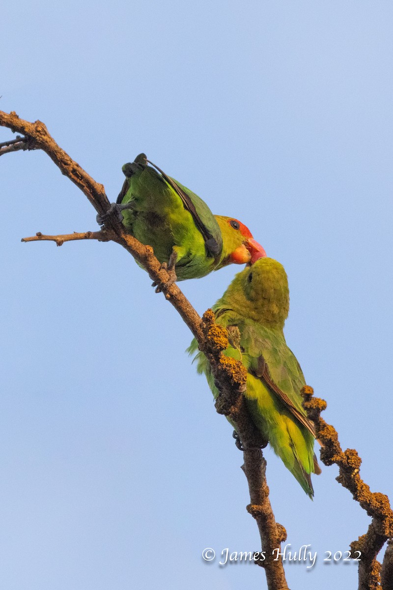 Black-winged Lovebird - ML642508383