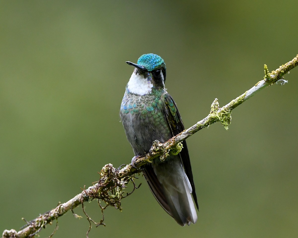 White-throated Mountain-gem - ML642508390