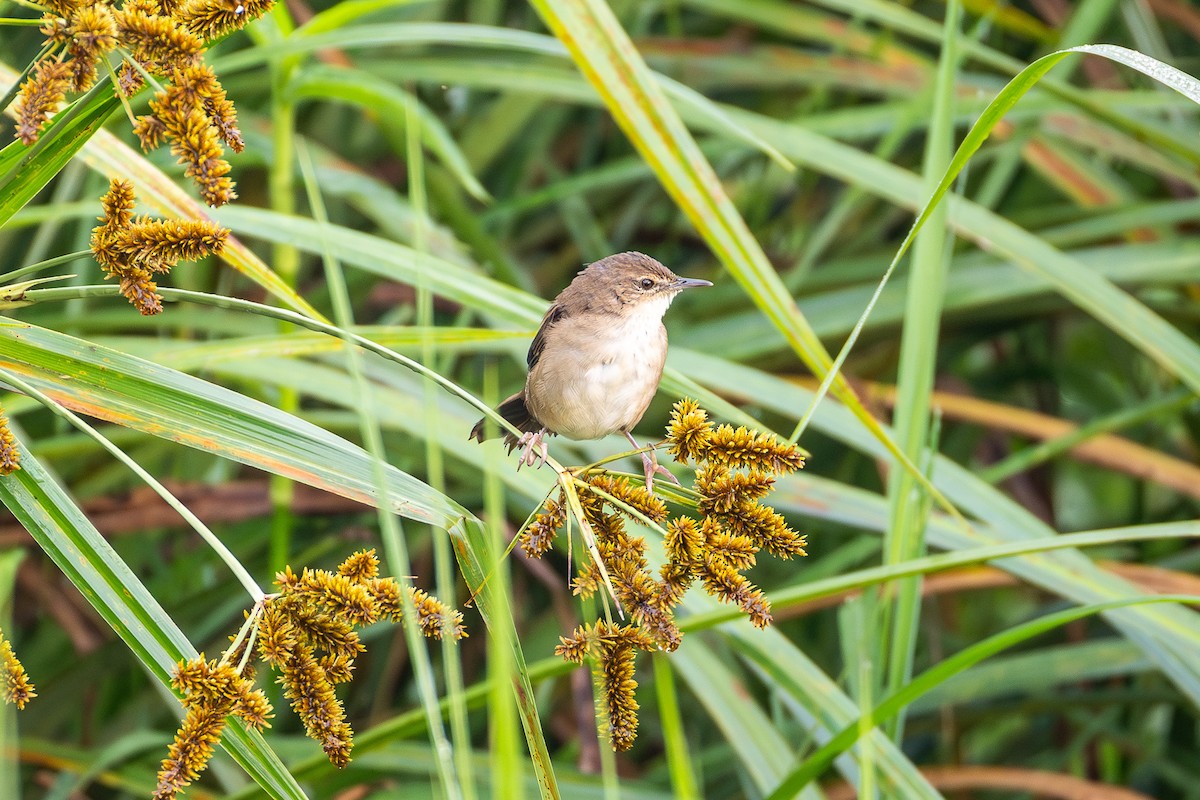 Highland Rush Warbler - ML642508392
