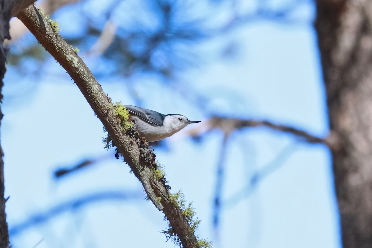 White-breasted Nuthatch - ML642508395