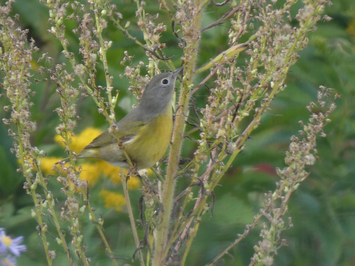 Nashville Warbler - ML642508410