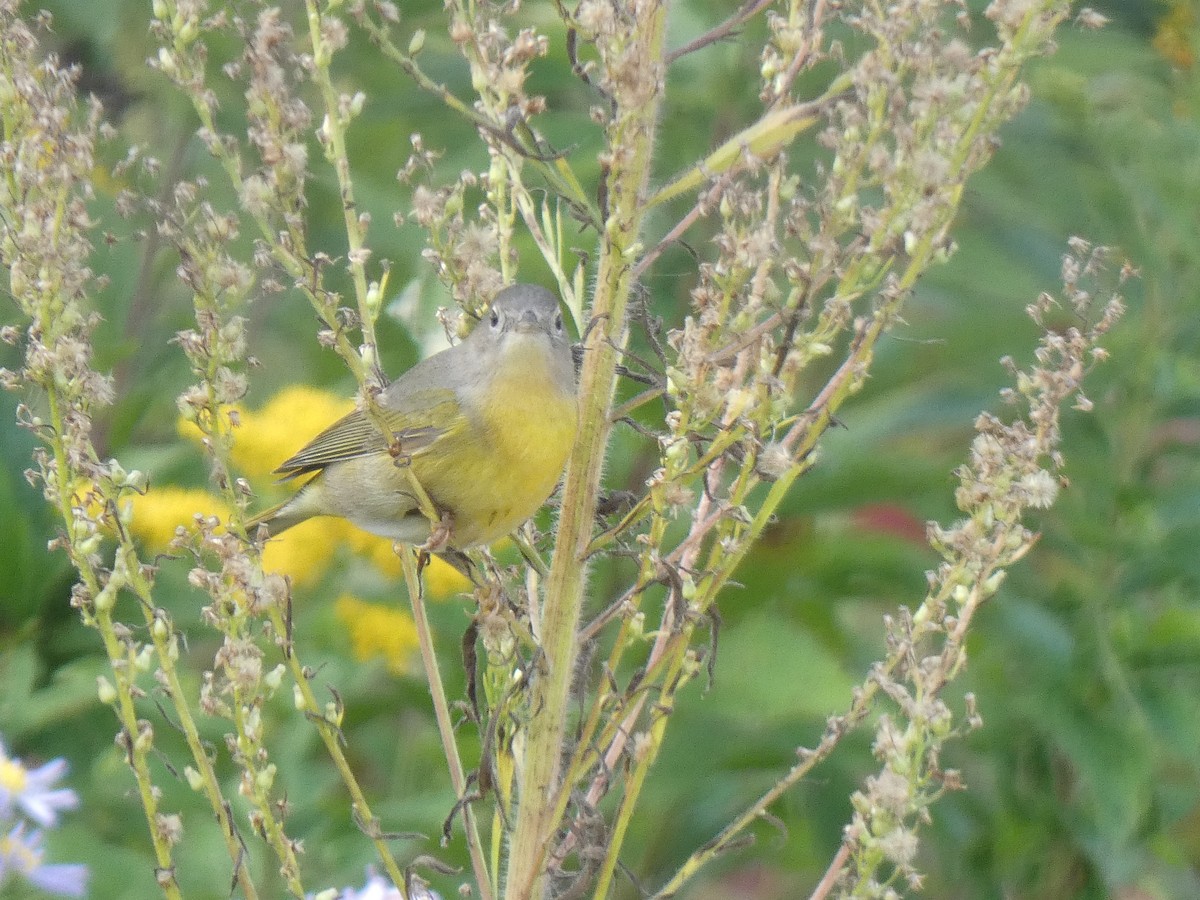 Nashville Warbler - ML642508419