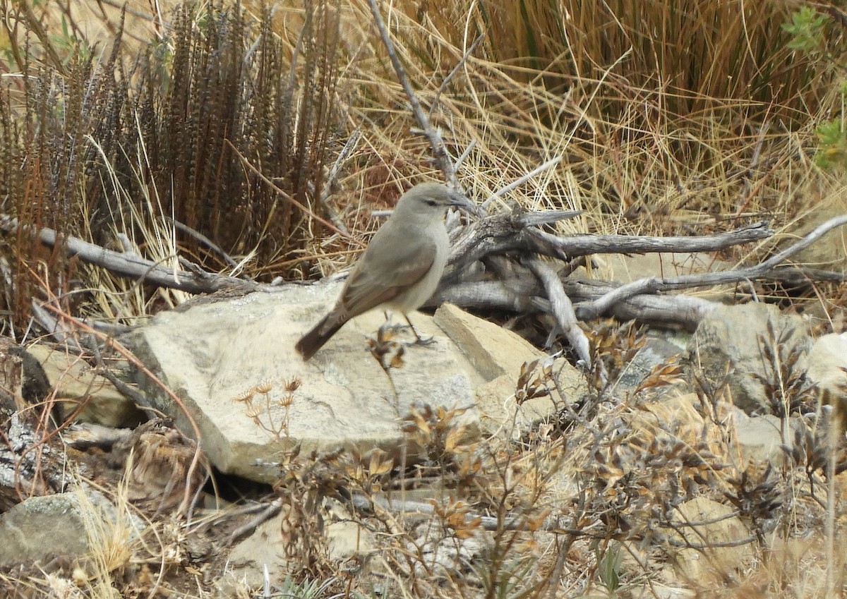 Kül Rengi Yer Tiranı - ML642508422