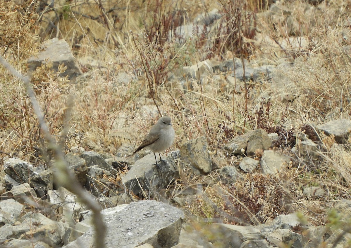 Kül Rengi Yer Tiranı - ML642508423