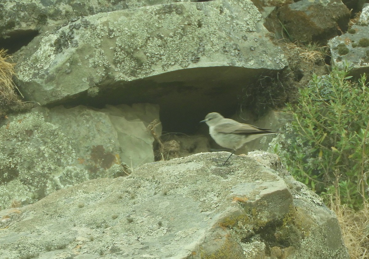 Kül Rengi Yer Tiranı - ML642508424