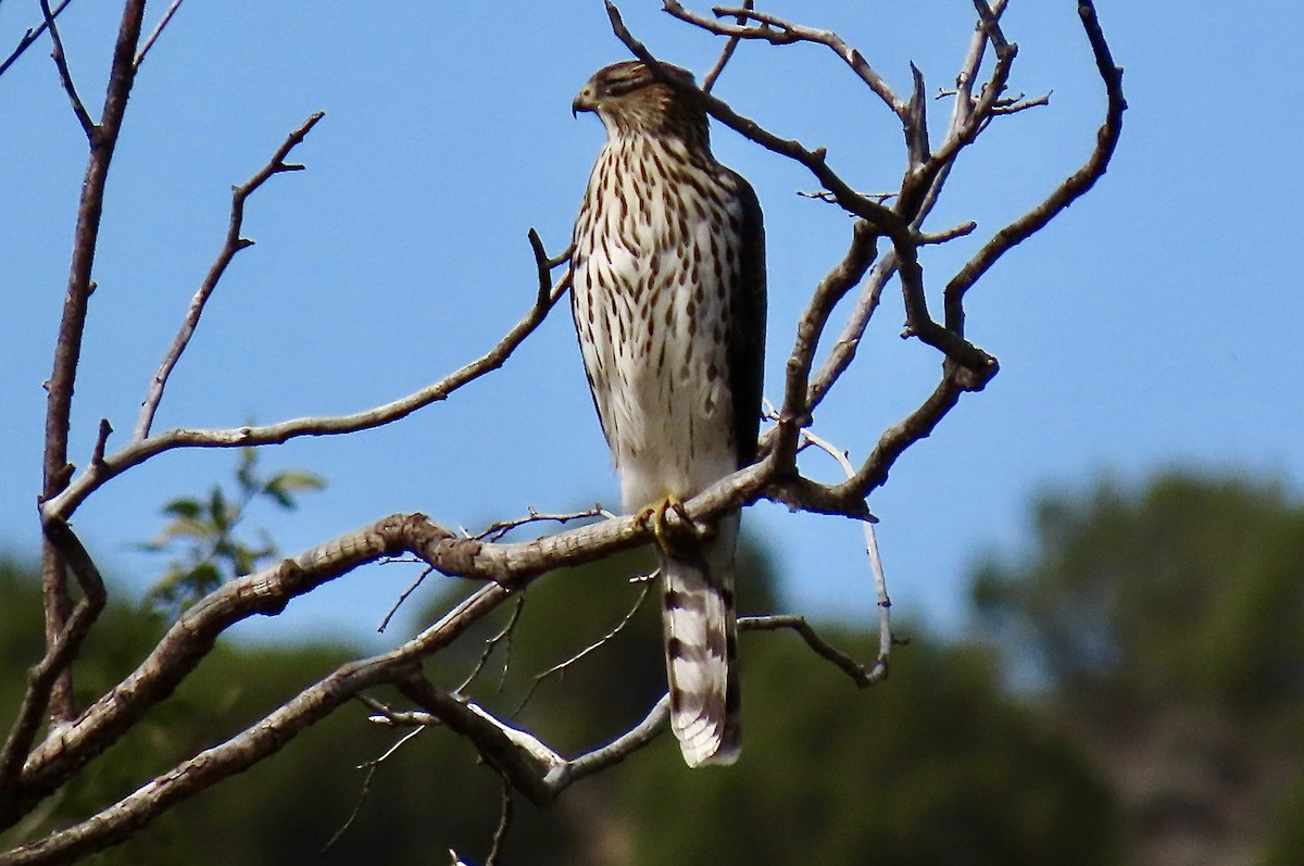 Cooper's Hawk - ML642508426