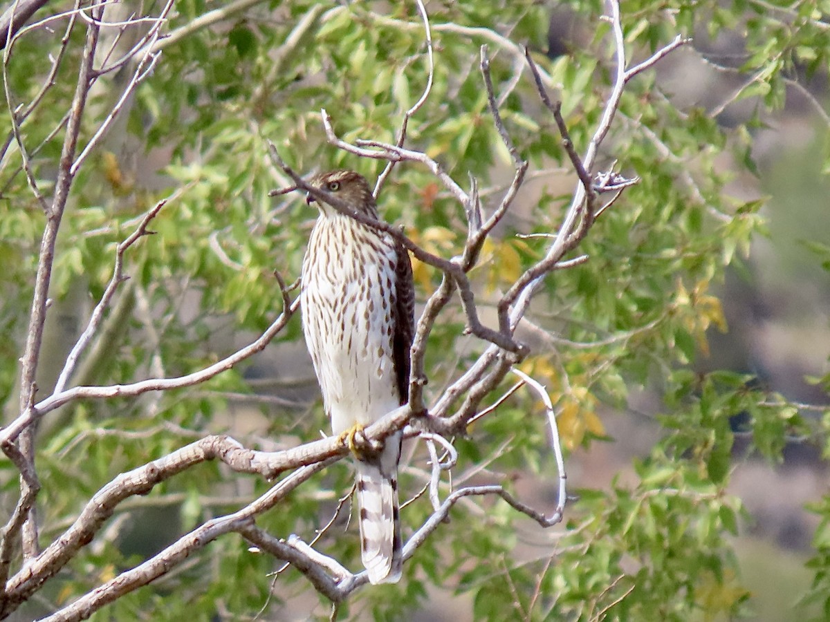 Cooper's Hawk - ML642508427