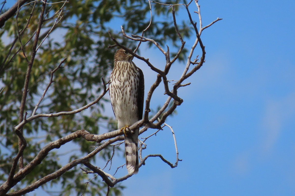 Cooper's Hawk - ML642508428