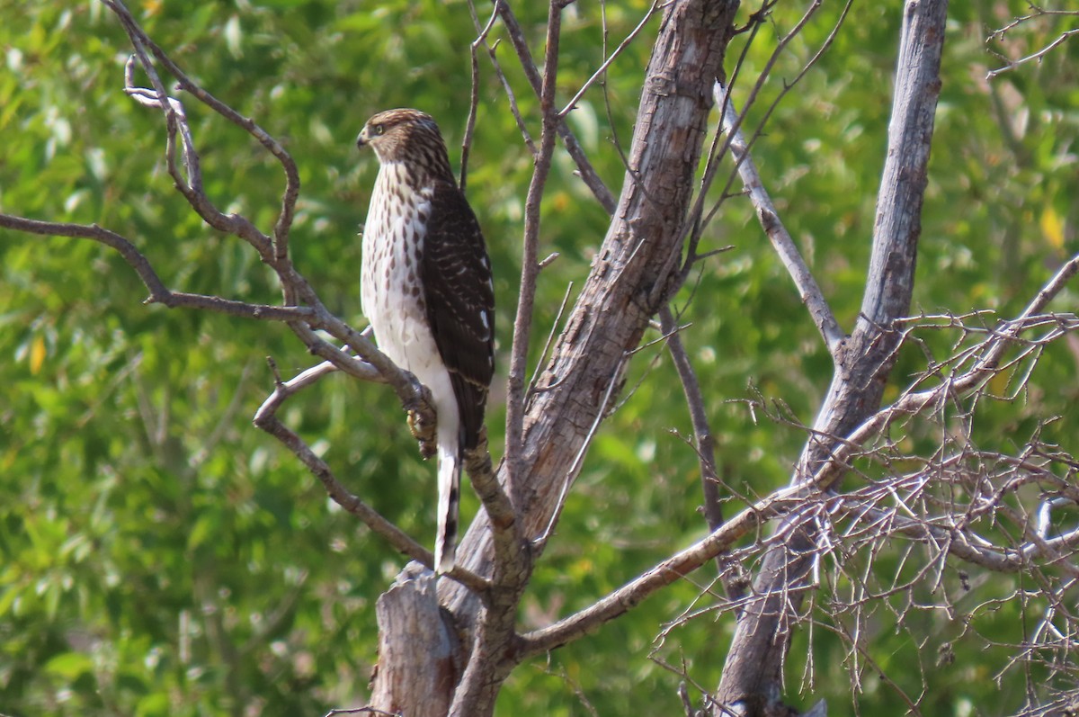 Cooper's Hawk - ML642508429
