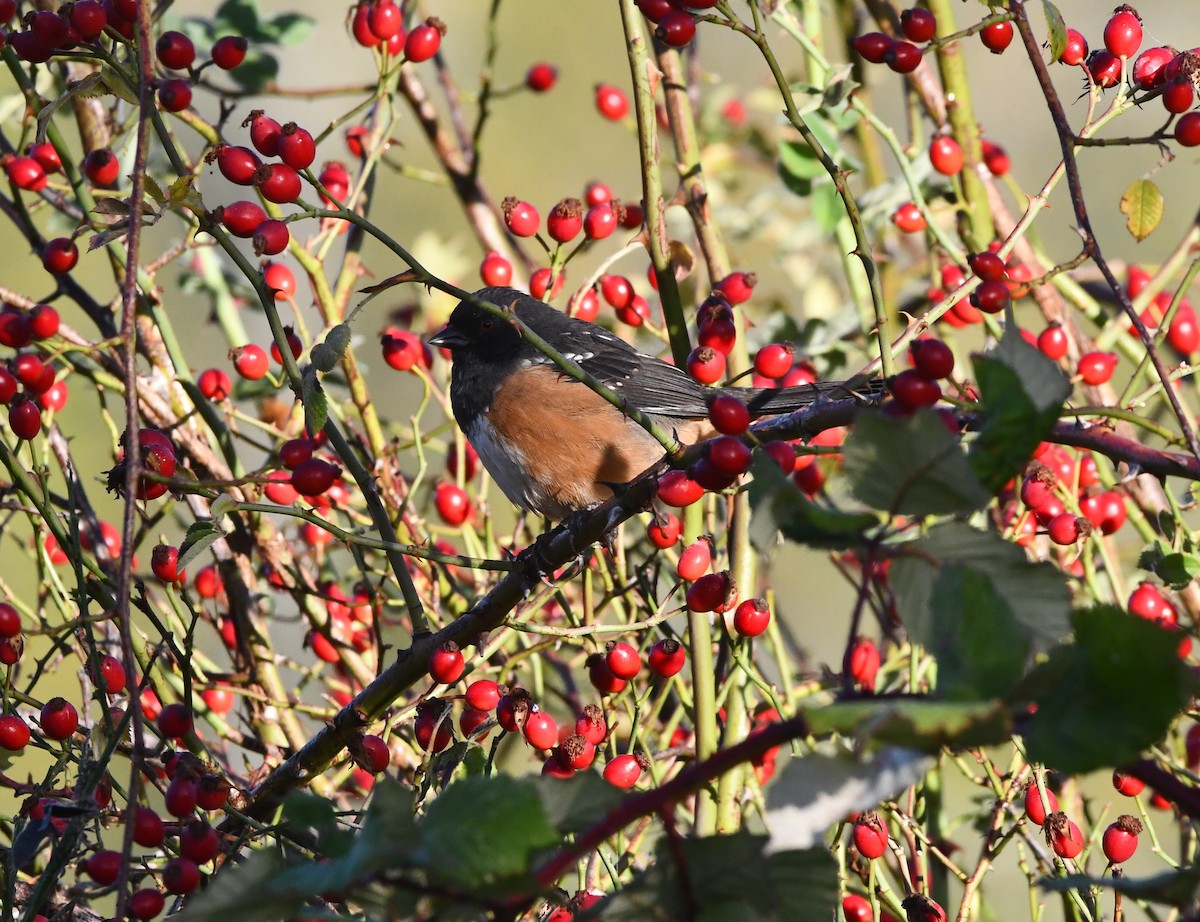 Spotted Towhee (oregonus Group) - ML642508431
