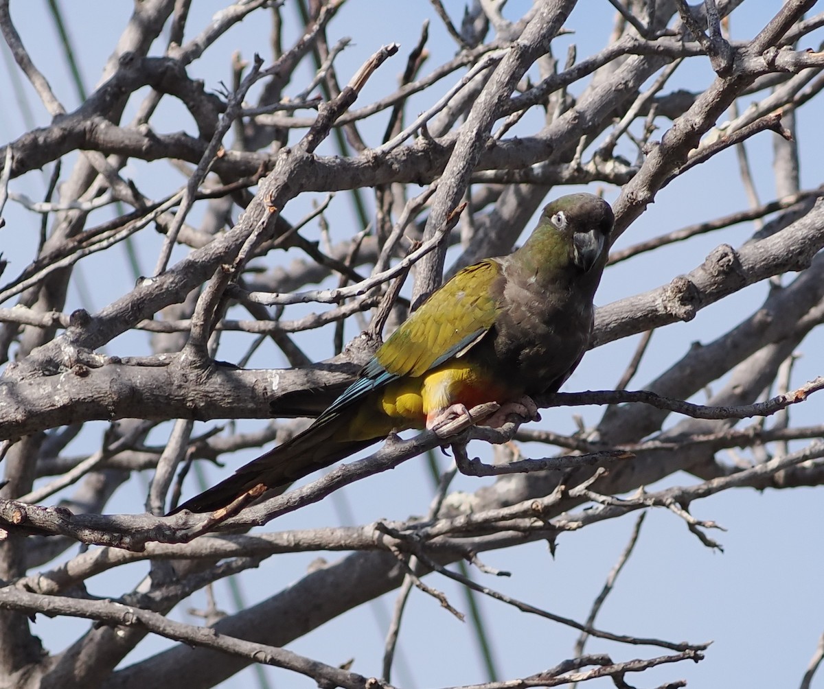Burrowing Parakeet - ML642508437