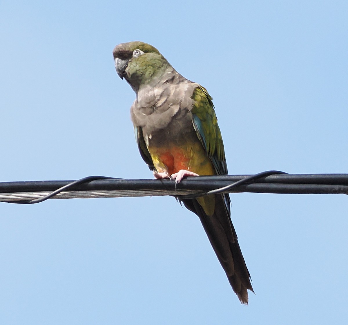 Burrowing Parakeet - ML642508442