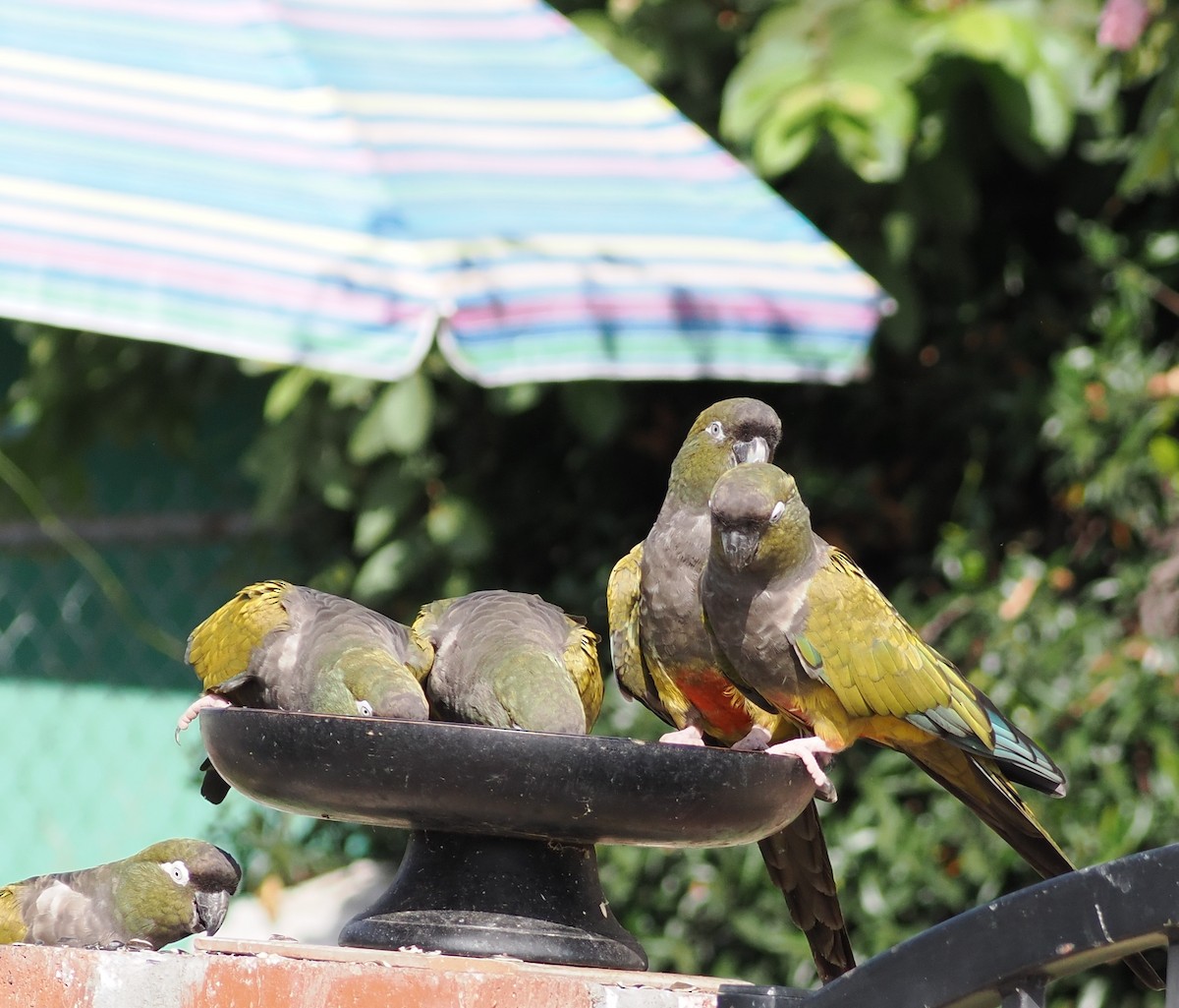 Burrowing Parakeet - ML642508452