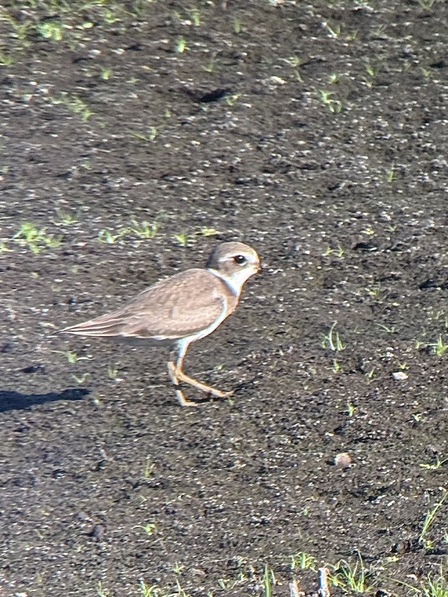 Semipalmated Plover - ML642508472