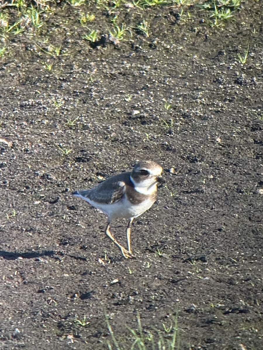 Semipalmated Plover - ML642508473