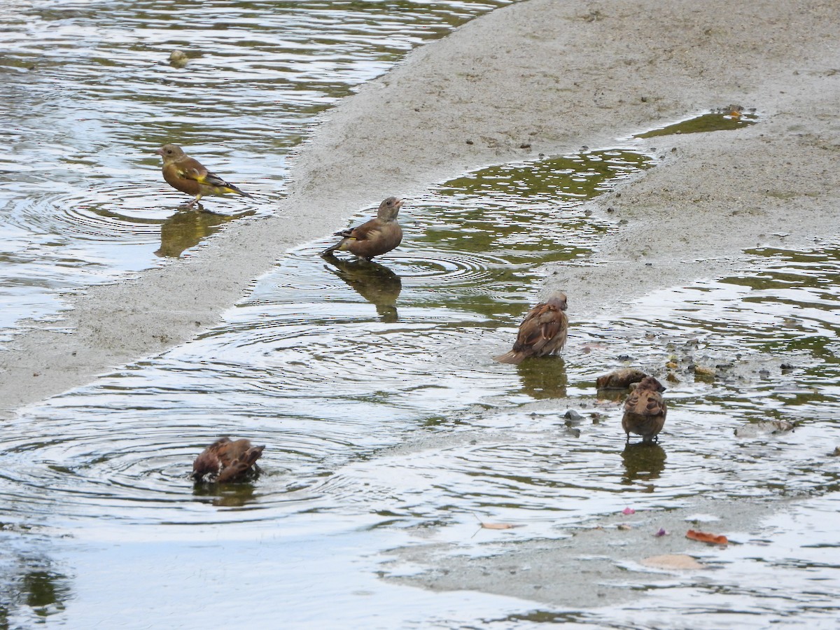 Oriental Greenfinch - ML642508572