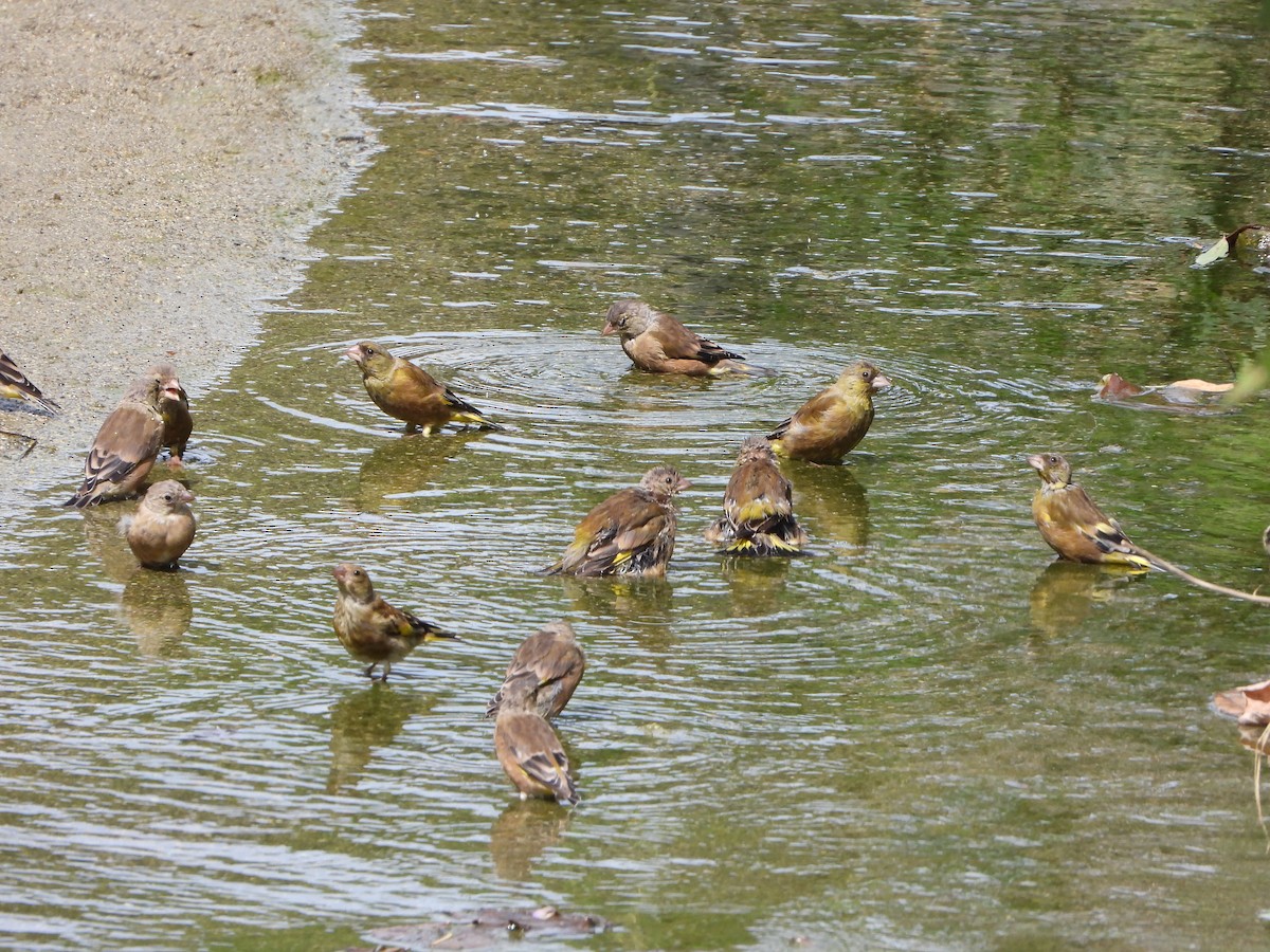 Oriental Greenfinch - ML642508573