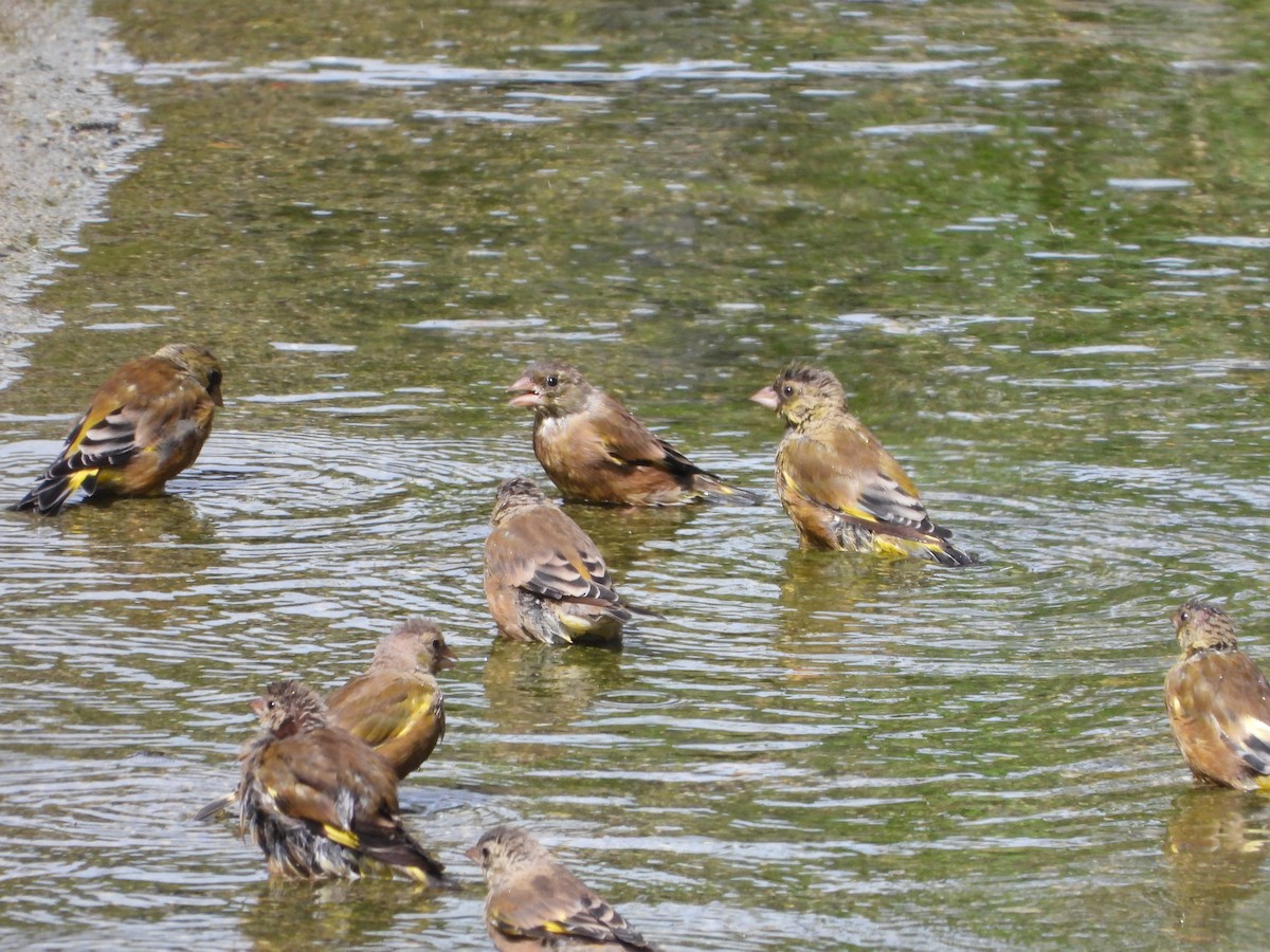 Oriental Greenfinch - ML642508574