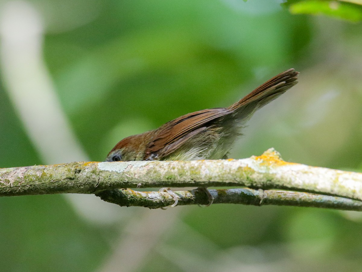 Pin-striped Tit-Babbler - ML642508621
