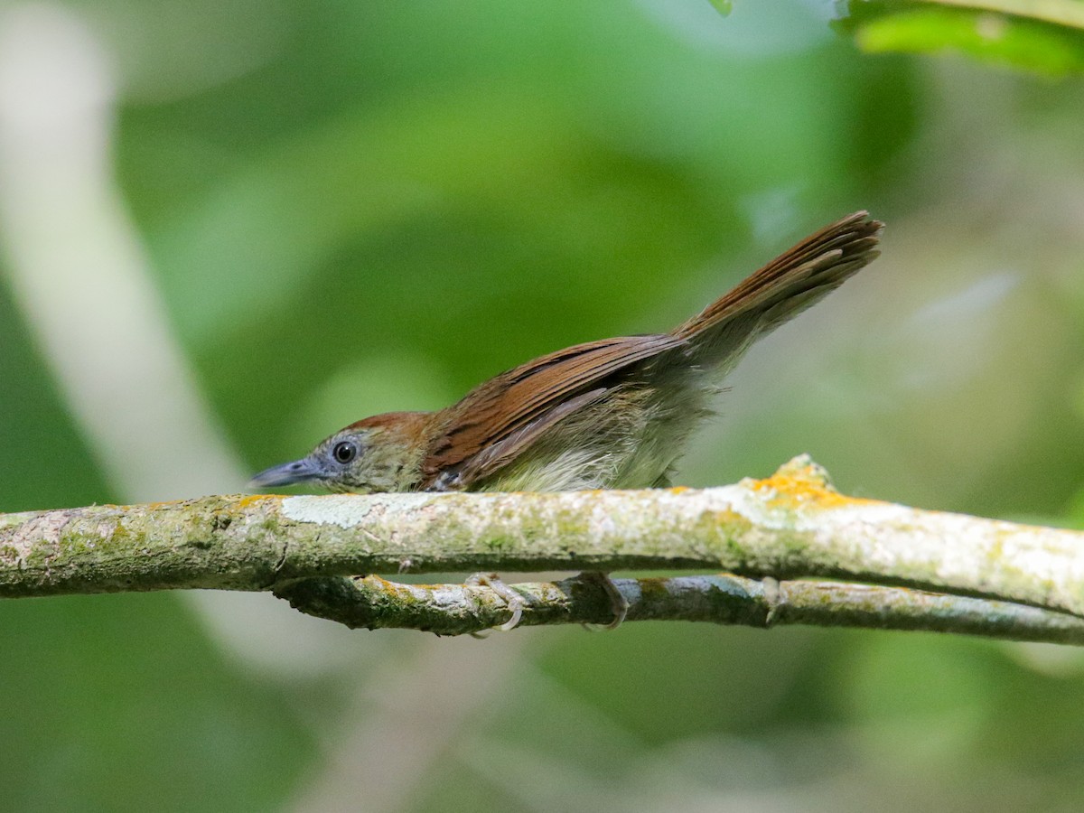 Pin-striped Tit-Babbler - ML642508622