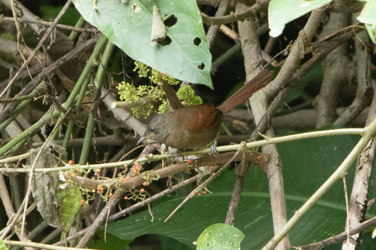 Rufous-breasted Spinetail - ML642508629