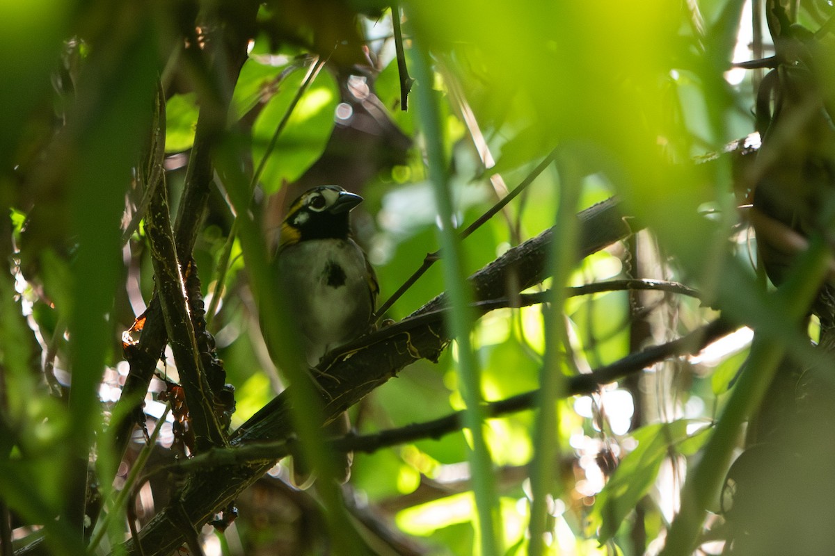 White-eared Ground-Sparrow - ML642508644