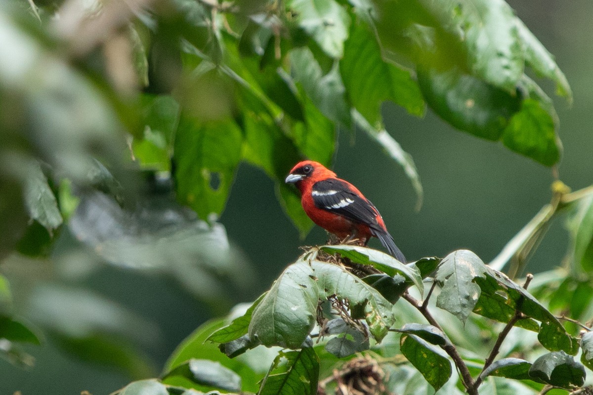 White-winged Tanager - ML642508661