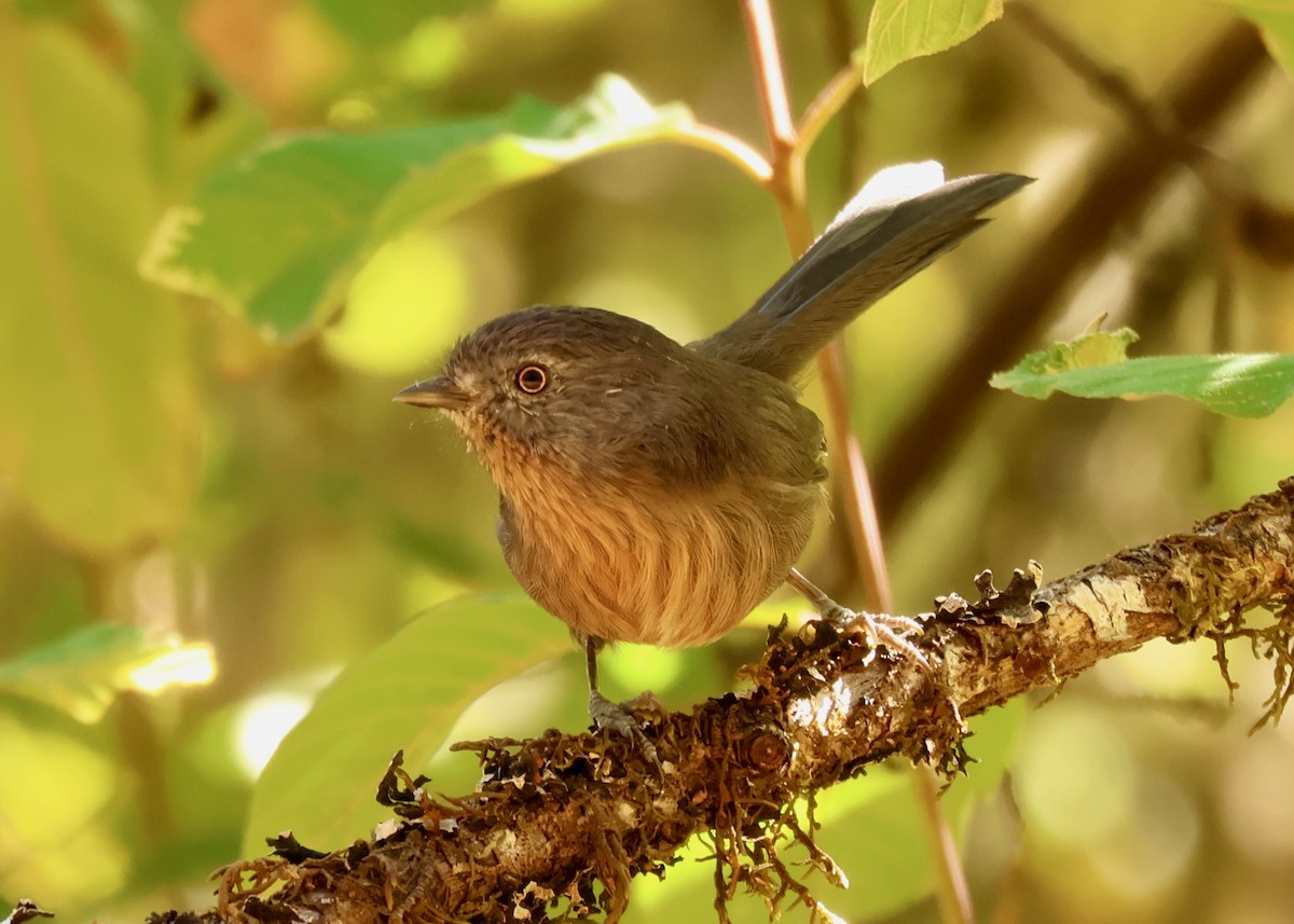 Wrentit - ML642508664