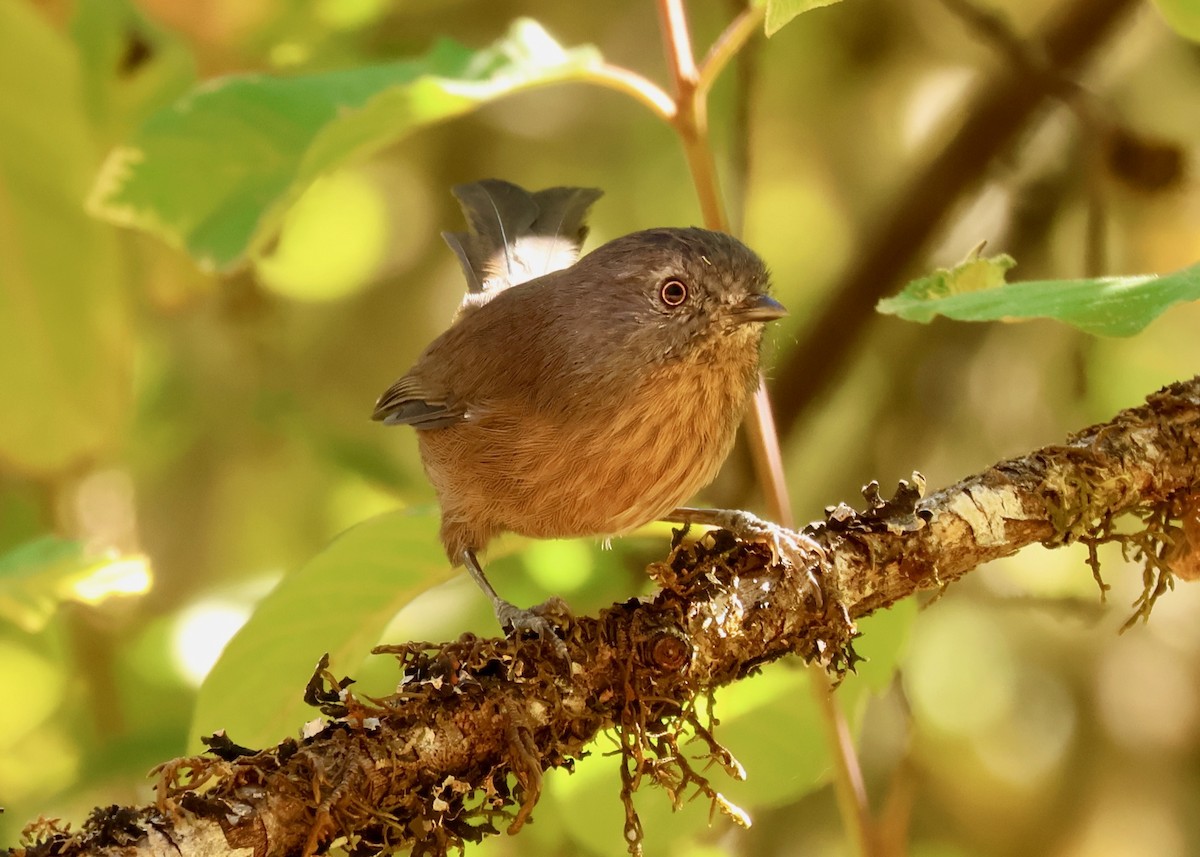 Wrentit - ML642508665