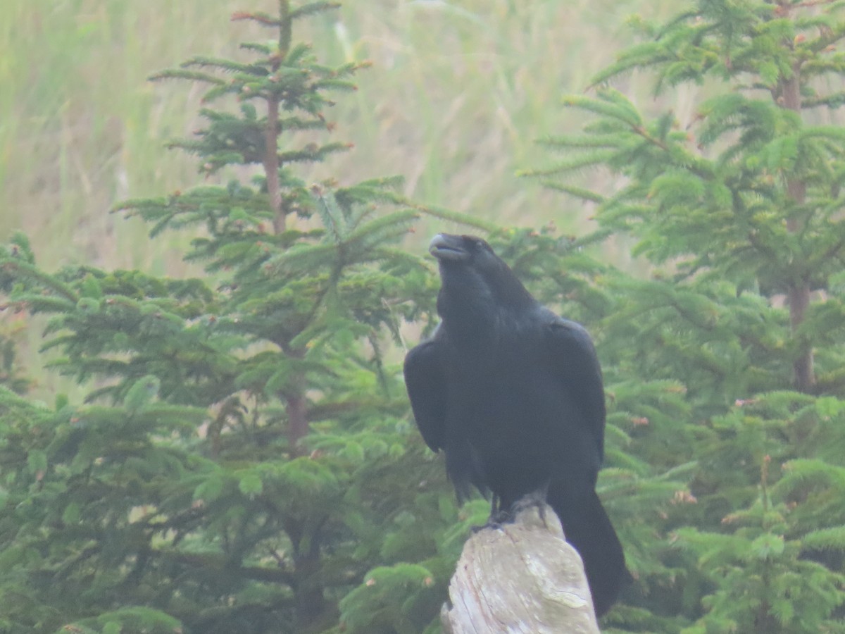 Common Raven - ML642508666