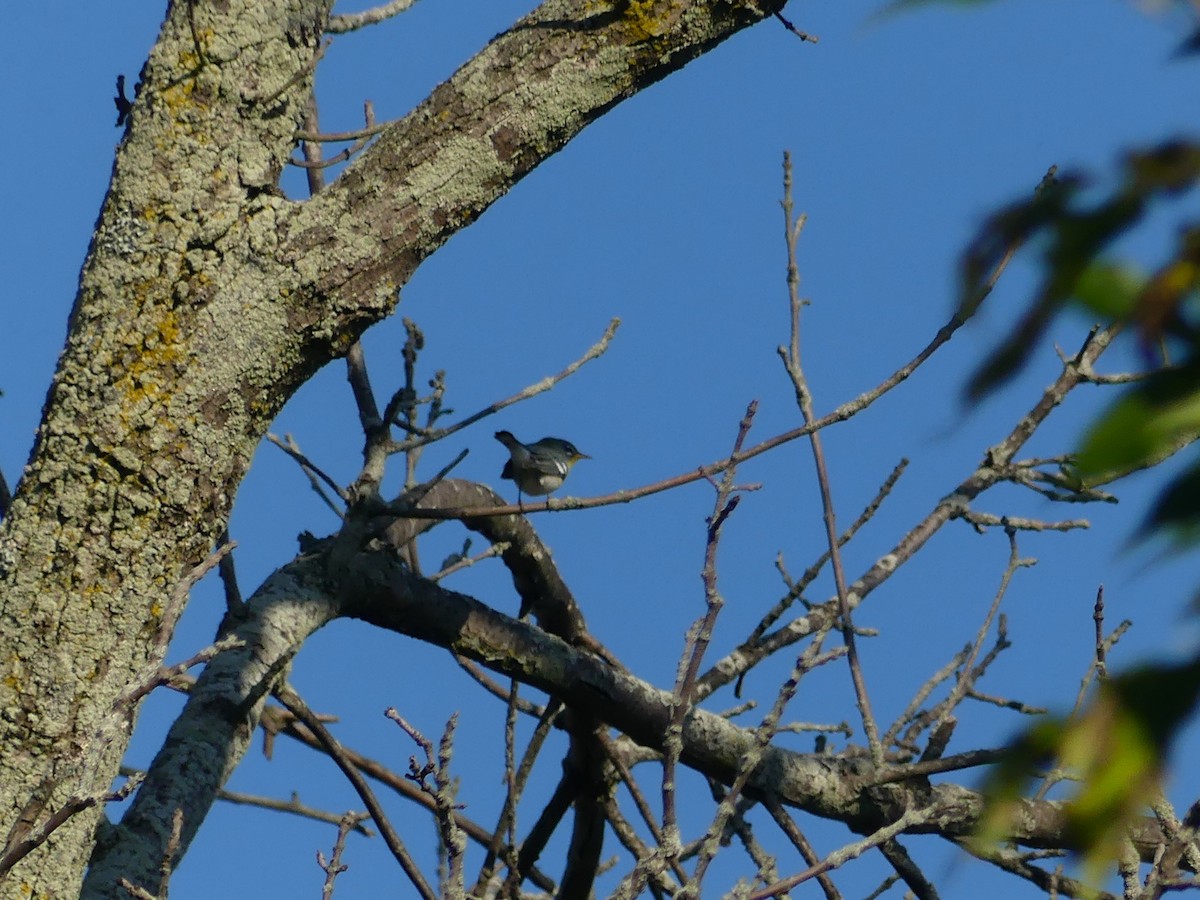 Parula Norteña - ML642508668