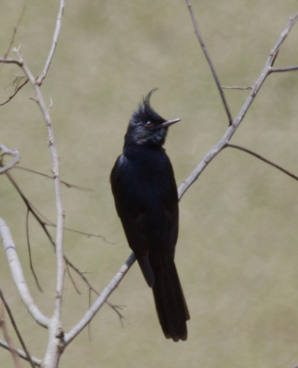 Crested Black-Tyrant - ML642508743