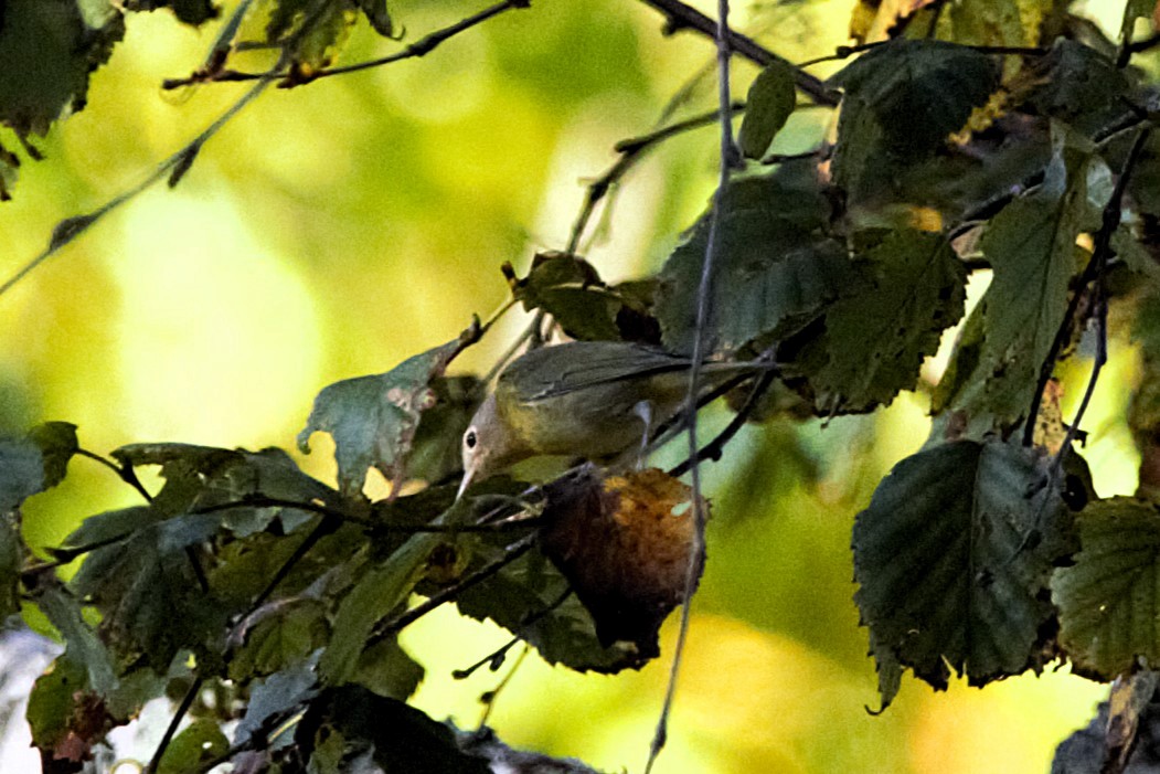 Nashville Warbler - ML642508765
