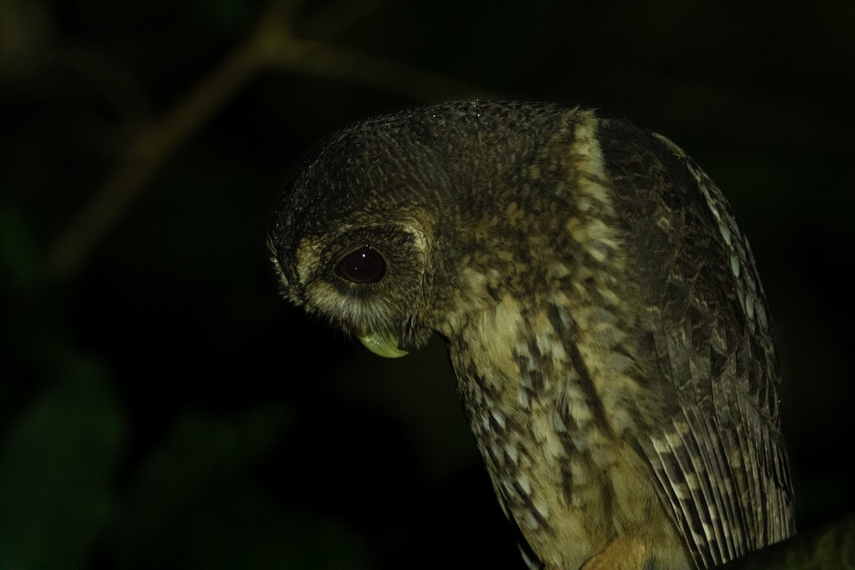Mottled Owl - ML642508817