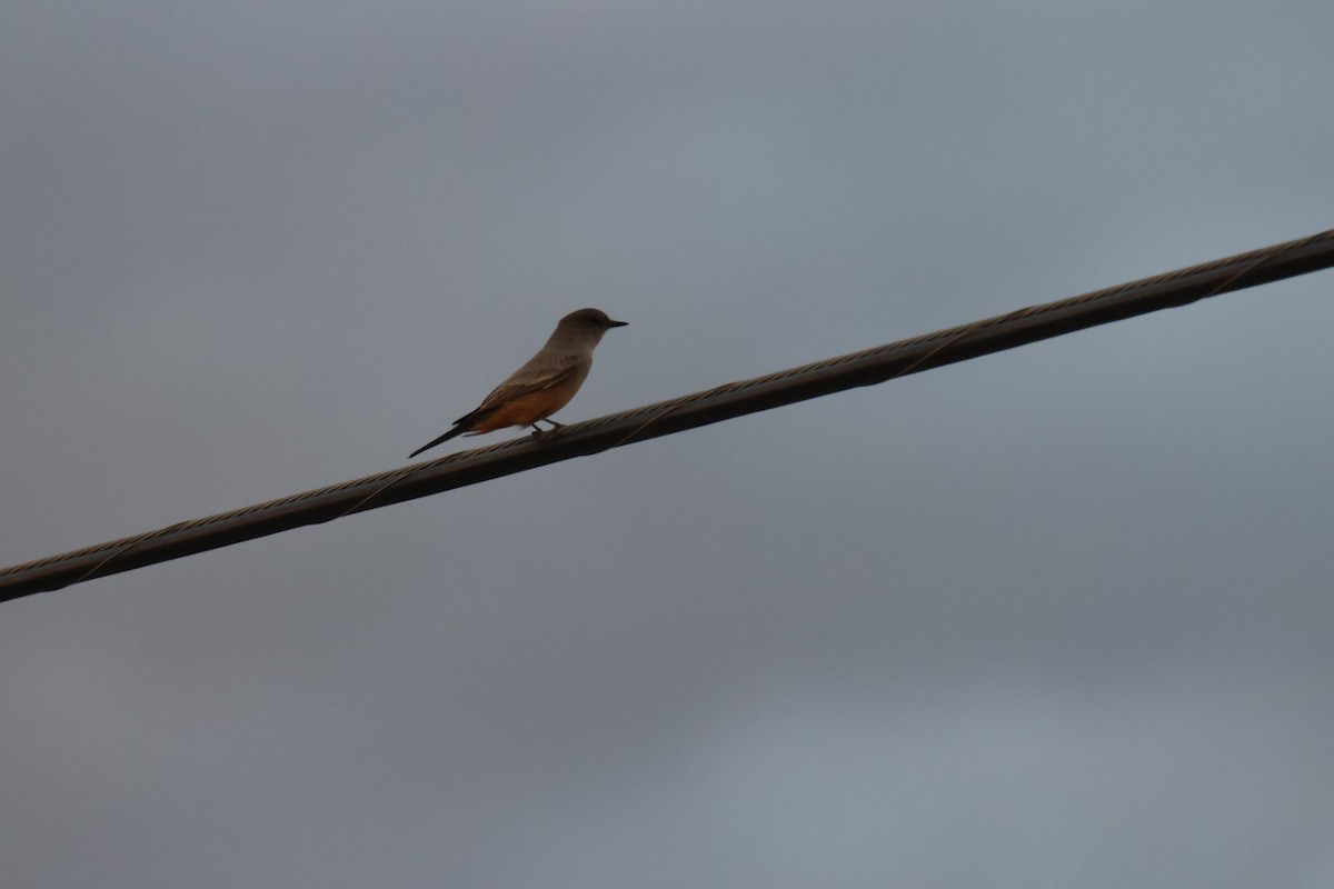 Say's Phoebe - ML642508862
