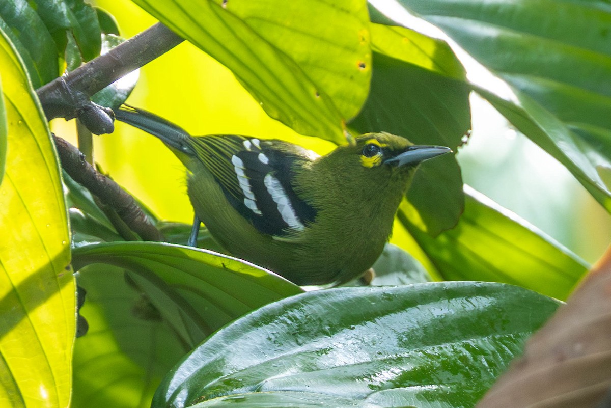 Green Iora - ML642508866