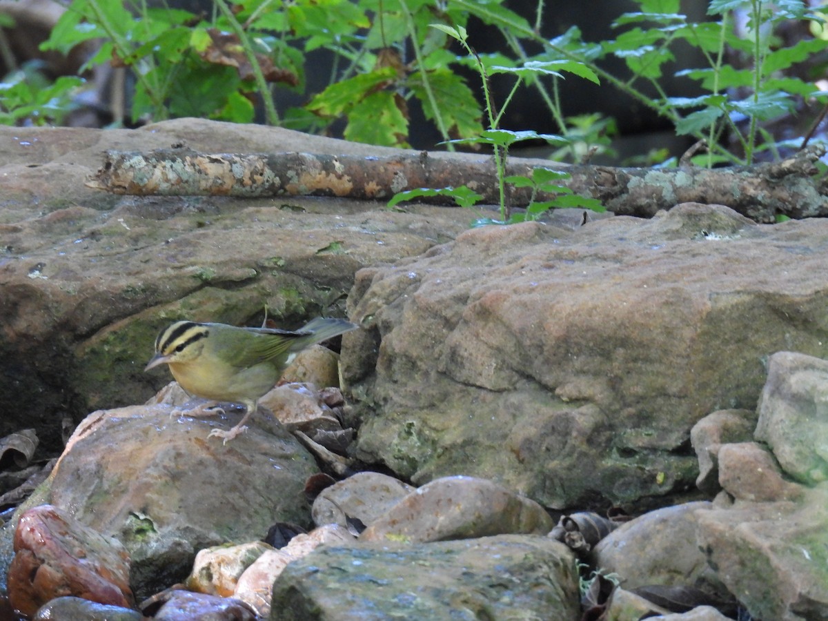 Worm-eating Warbler - ML642508912