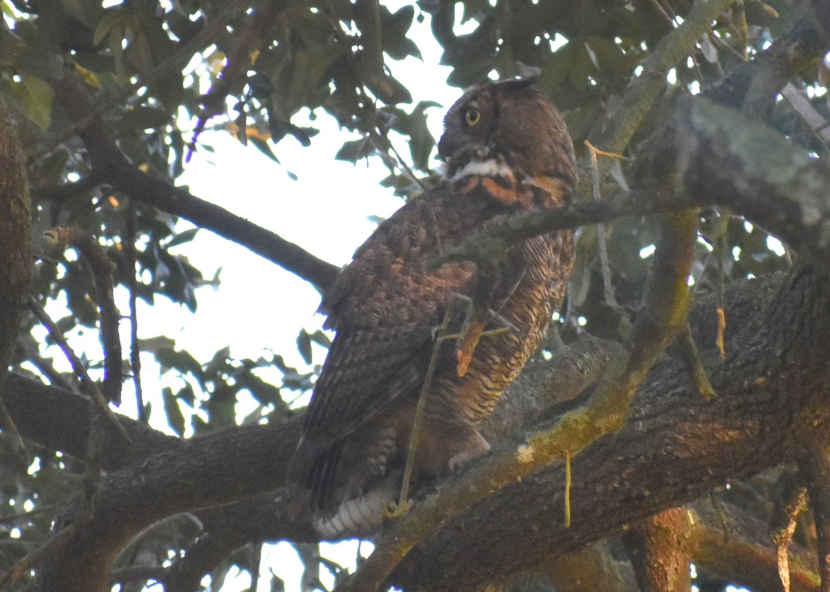 Great Horned Owl - ML642508913