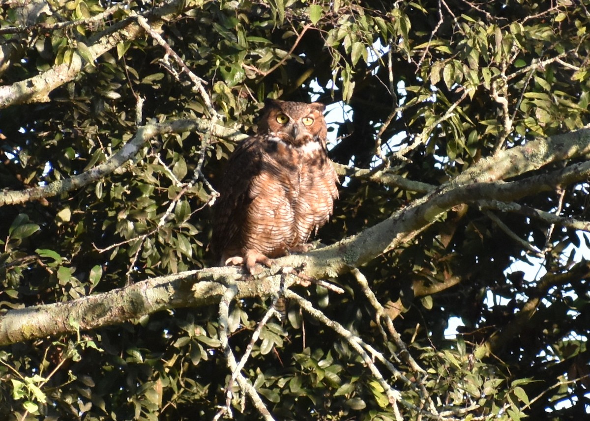 Great Horned Owl - ML642508915