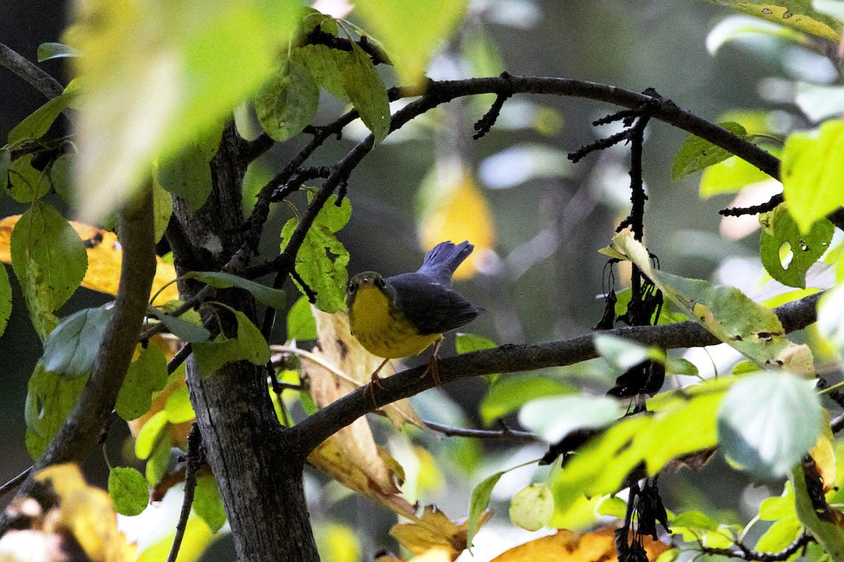 Canada Warbler - ML642508916