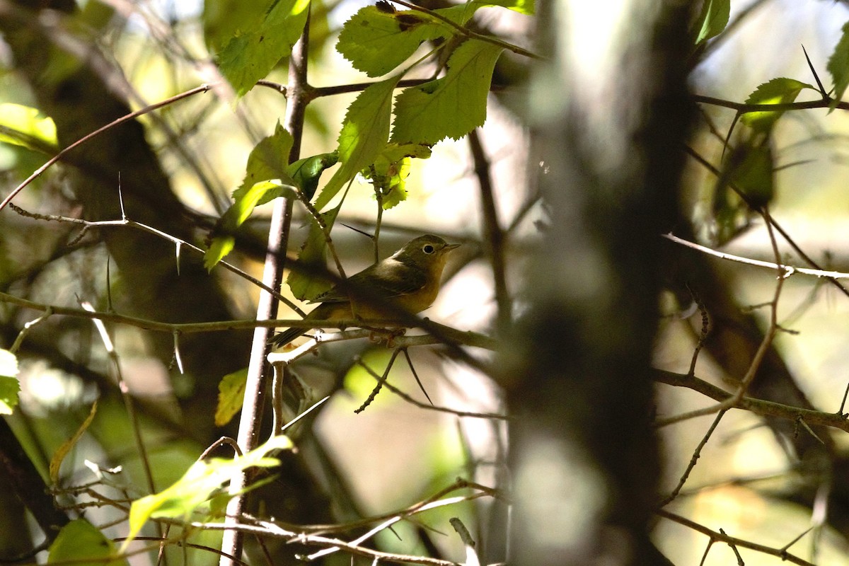 Canada Warbler - ML642508917