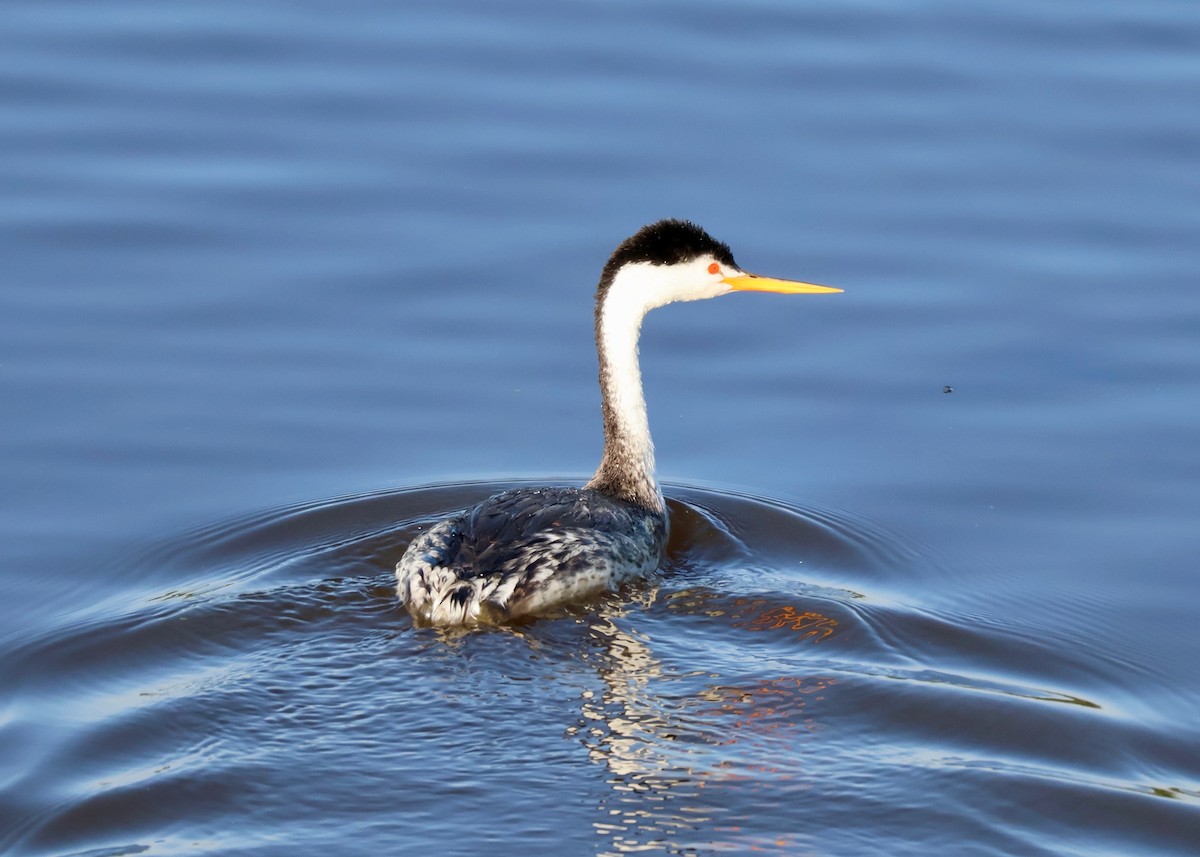 Clark's Grebe - ML642508918